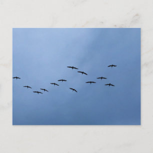 Cartão Postal Pássaros Voando em Voo em Formatura Fotografia da