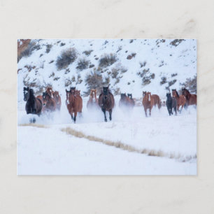 Cartão Postal Passeio de Cavalo Cowboy Hideout Ranch Shell, Wy
