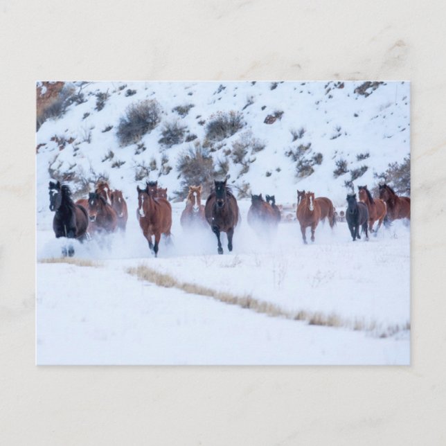 Cartão Postal Passeio de Cavalo Cowboy | Hideout Ranch Shell, Wy (Frente)