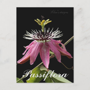 Cartão postal Passiflora