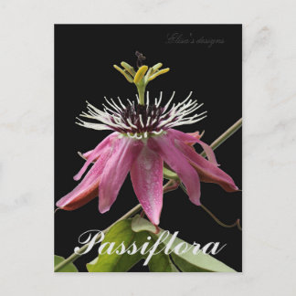 Cartão postal Passiflora