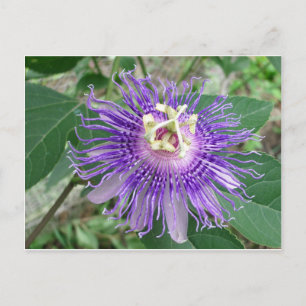 Cartão Postal Passiflora