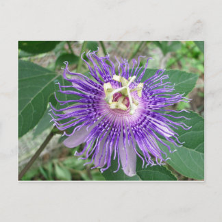 Cartão Postal Passiflora