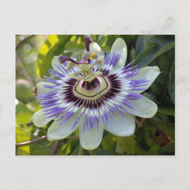 Cartão Postal Passiflora edulis forma flavicarpa (Flor de Passão (Frente)