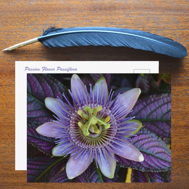 Cartão Postal Passiflora Roxa e Escudo Persa Fotográfico (Criador carregado)
