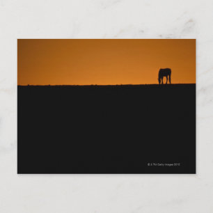 Cartão Postal Pastagem de cavalos na fazenda do Kentucky