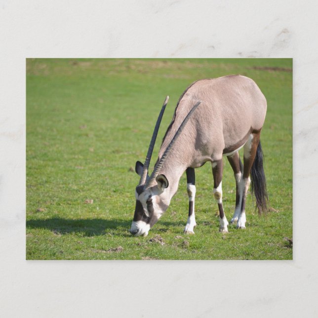 Cartão Postal Pastagem de gemsbok (Frente)