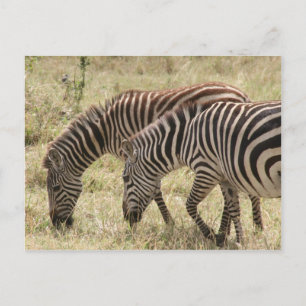 Cartão Postal pastagem de zebra