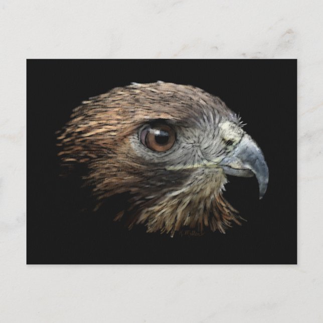 Cartão Postal Pastel Hawk de cauda vermelha (Frente)