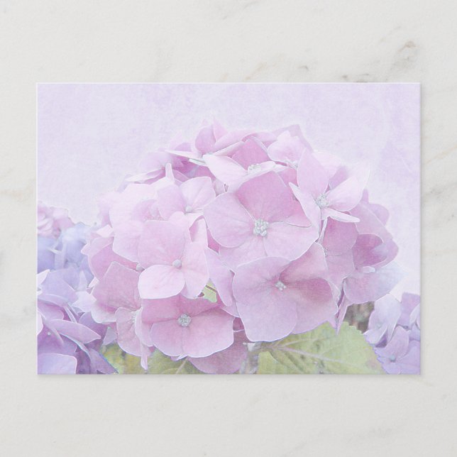 Cartão Postal Pastel Hydrangea Flowers (Frente)