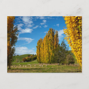 Cartão Postal Pasto de fazenda com ovelhas