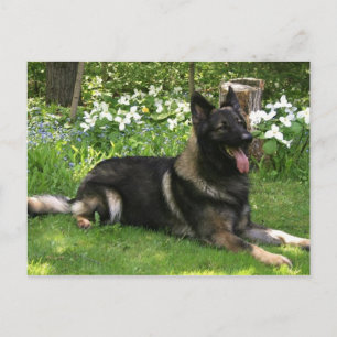 Cartão Postal Pastor