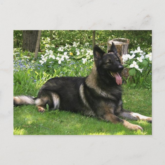 Cartão Postal Pastor (Frente)