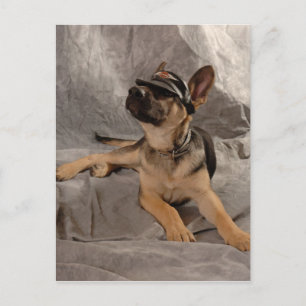 Cartão Postal pastor alemão