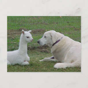 Cartão Postal Pastor anatólico e bebê alpaca