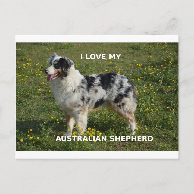 Cartão Postal pastor australiano azul merle love w pic (Frente)