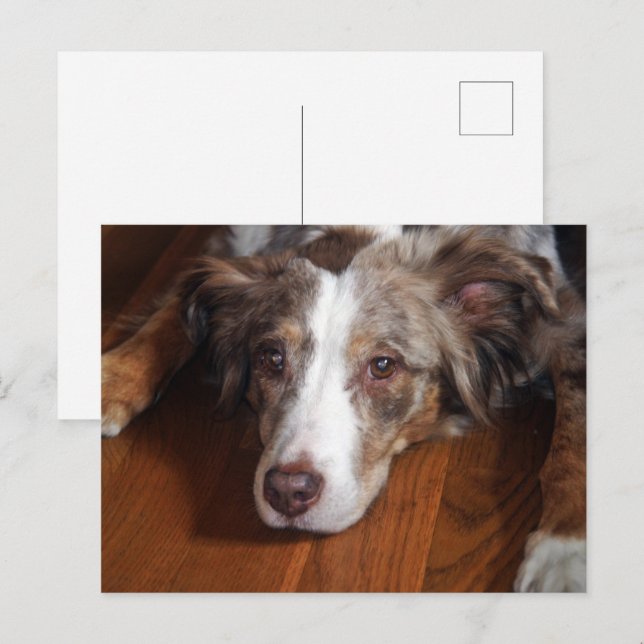 Cartão Postal pastor australiano, com serradura vermelha, (Frente/Verso)