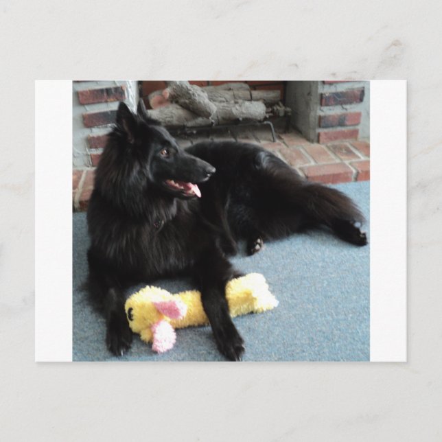 Cartão Postal Pastor belga pela Lareira (Frente)