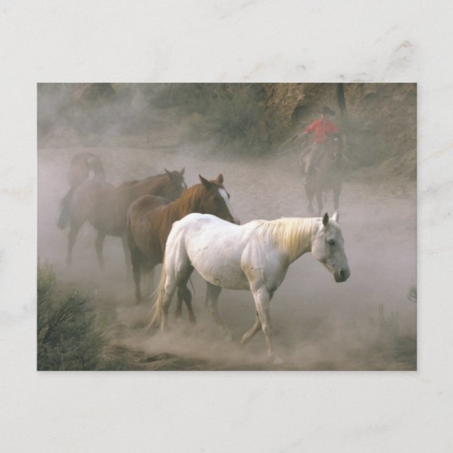 Cartão Postal Pastor de Cowboy (Frente)