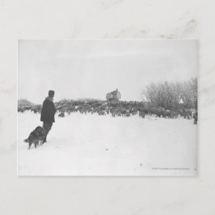 Cartão Postal Pastor e cão no campo de ovelhas