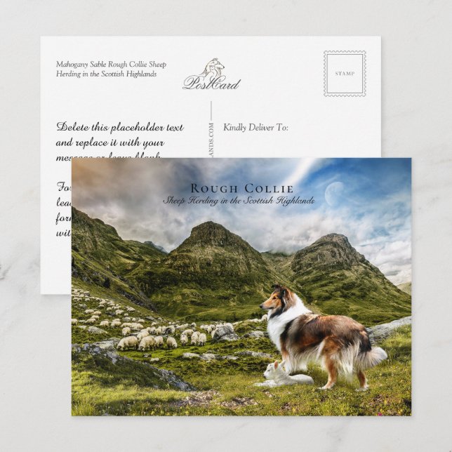 Cartão Postal Pastor Sable Rough Collie - Coletor (Frente/Verso)