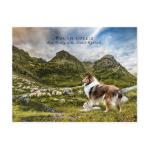 Pastor Sable Rough Collie - Coletor