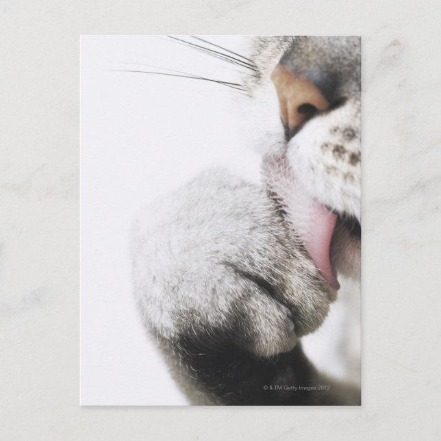 Cartão Postal Pata de limpeza de gatos (Frente)