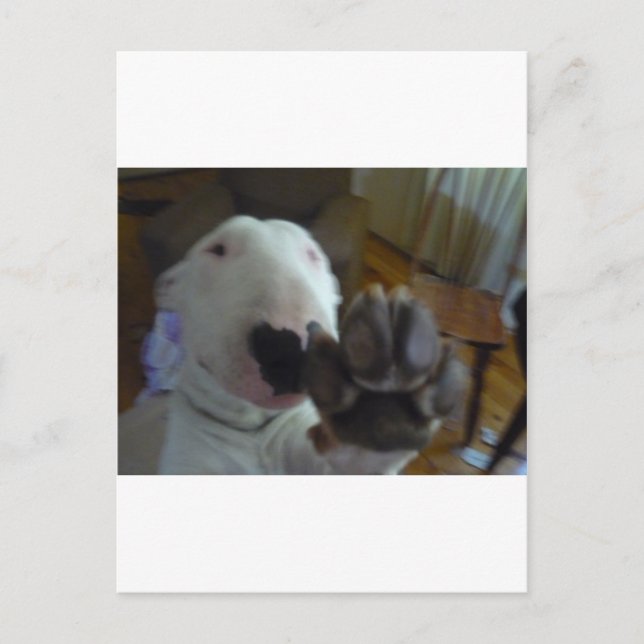 Cartão Postal pata de touros (Frente)