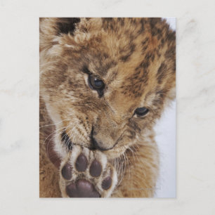 Cartão Postal Pata-lama (Panthera leo) de leão, close-up