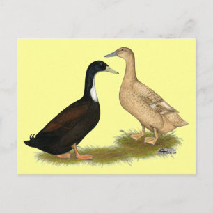 Cartão Postal Pata Marreca Híbrida