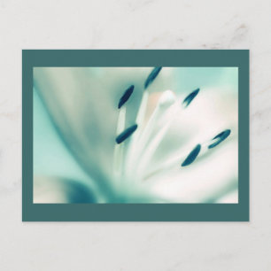 Cartão Postal Patchouli Lily, flor, modelo Cartões-postais Conv