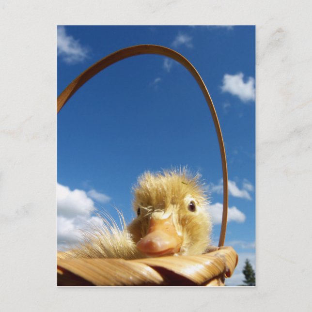 Cartão Postal patinho (Frente)