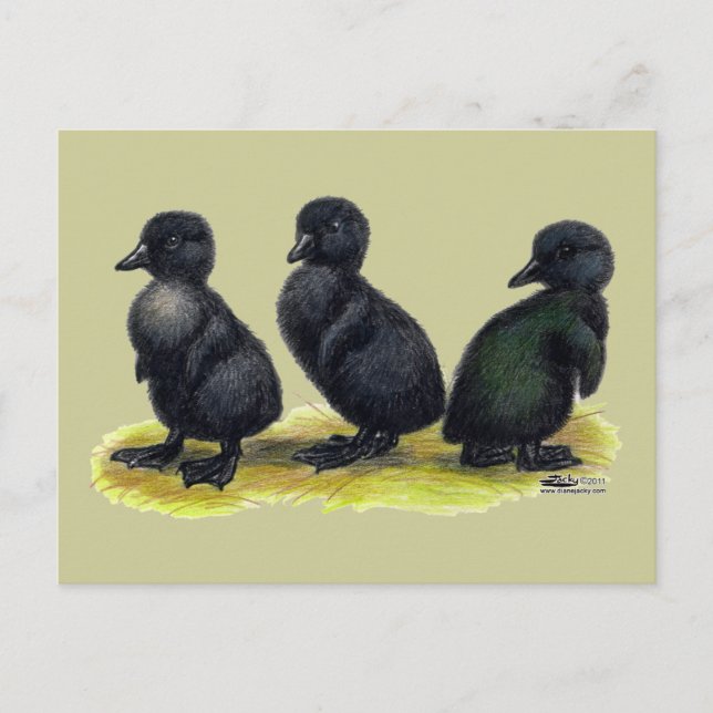 Cartão Postal Patinhos Black Cayuga (Frente)