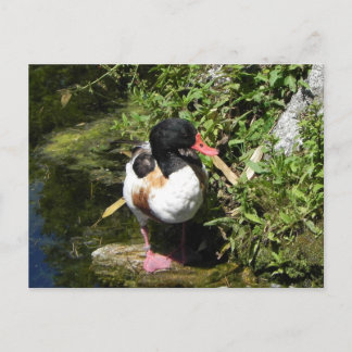 Cartão Postal Pato