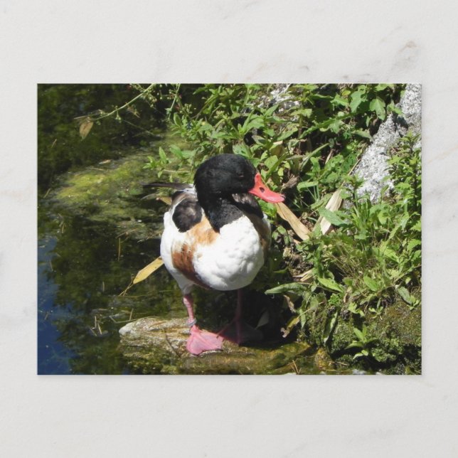 Cartão Postal Pato (Frente)