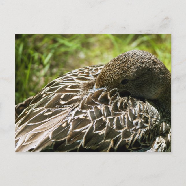 Cartão Postal Pato (Frente)