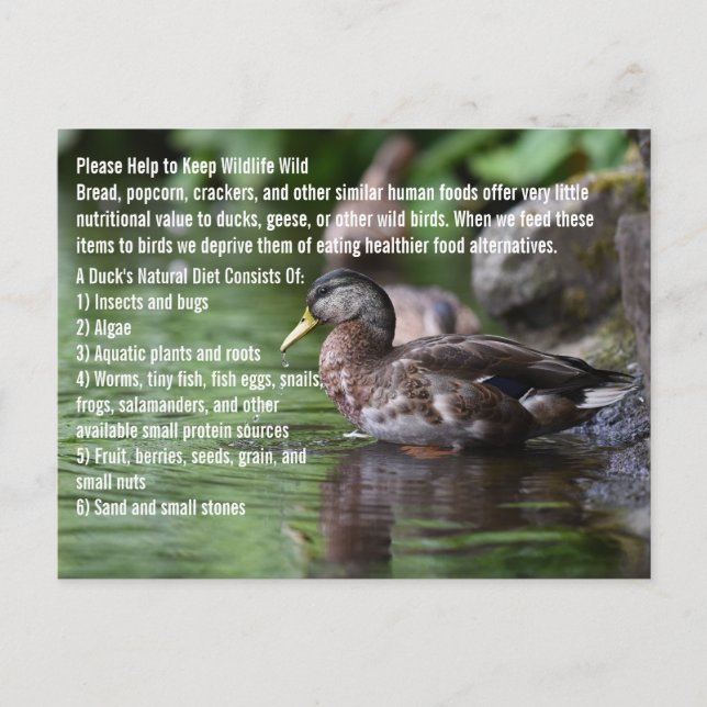 Cartão Postal Pato (Frente)