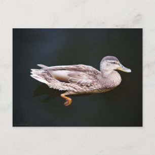 Cartão Postal Pato 907b