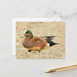 Cartão Postal Pato Americano Wigeon Caminhando pela Praia