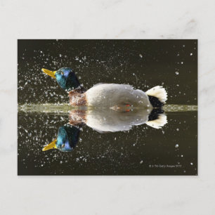 Cartão Postal Pato (Anas platyrhyncus)