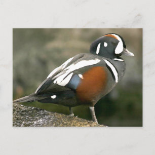 Cartão Postal Pato-Arlequim (drake)