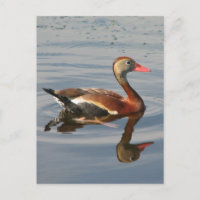 Pato Assobiador de barriga negra