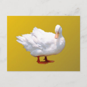 Cartão Postal Pato Branco