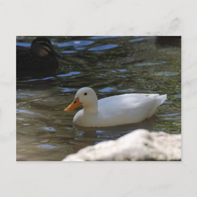 Cartão Postal Pato Branco Bonito De Pekin Nadando Em Pond (Frente)