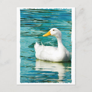 Cartão Postal Pato Branco de Pekin - Foto da Natureza em Reflexõ