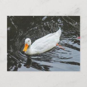 Cartão Postal Pato Branco. Lago Roath Park, Cardiff, País de Ga