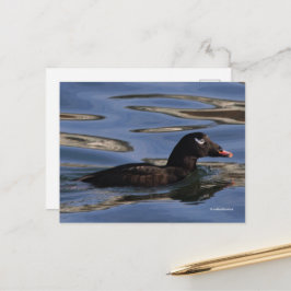 Cartão Postal Pato-de-coroa-branca estonteante na borda de Pier