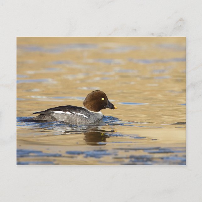 Cartão Postal Pato-de-Goldeneye (Frente)