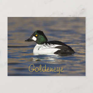 Cartão Postal Pato de Goldeneye Masculino