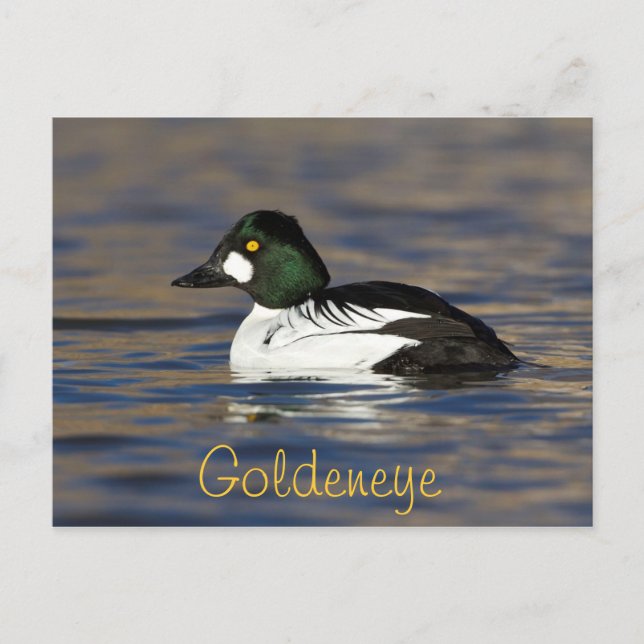 Cartão Postal Pato de Goldeneye Masculino (Frente)